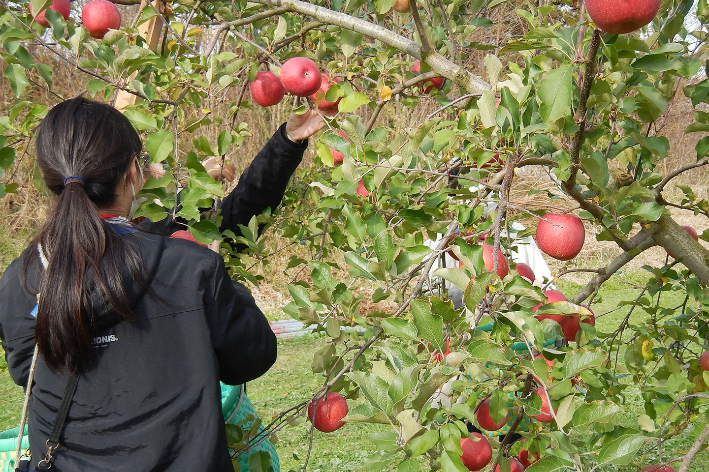 リンゴ農園と八戸横丁ツアー［果樹園訪問・この木一本丸ごともぎたてリンゴと焼きリンゴ体験］